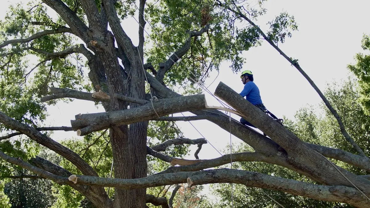 Professional Hazardous Tree Removal performed by certified arborists in Blanket