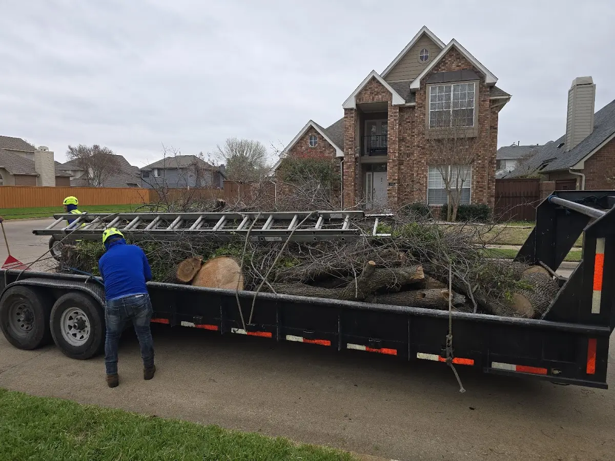 Expert Tree Removal with proper safety equipment in Blanket